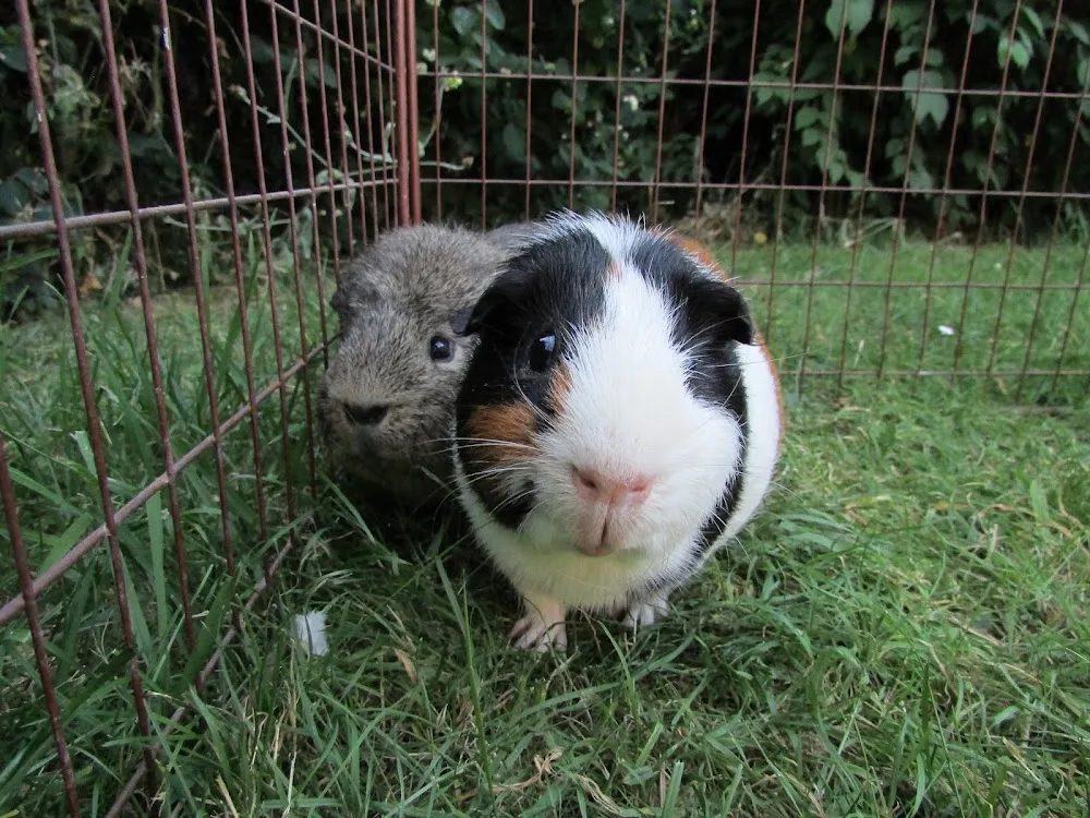 Snowdrop Pet Services - Coalville pet otel görseli 2