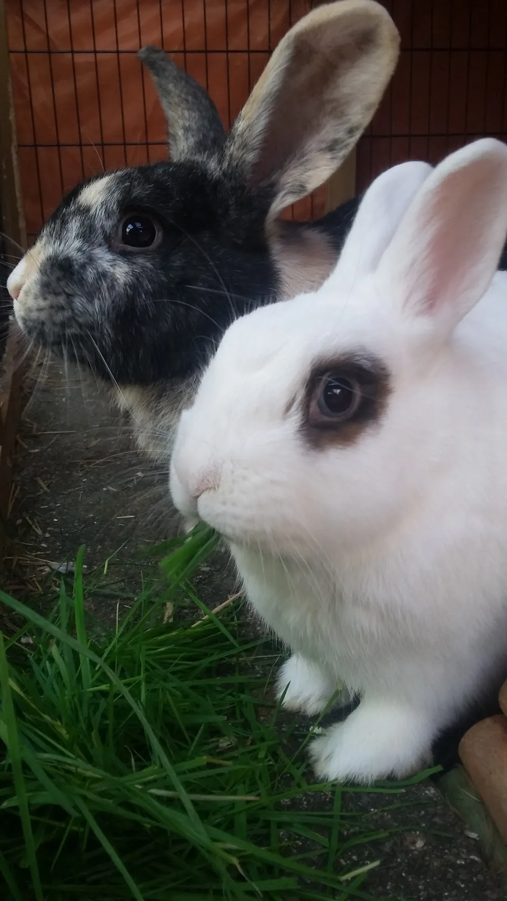 Snowdrop Pet Services - Coalville pet otel görseli 3