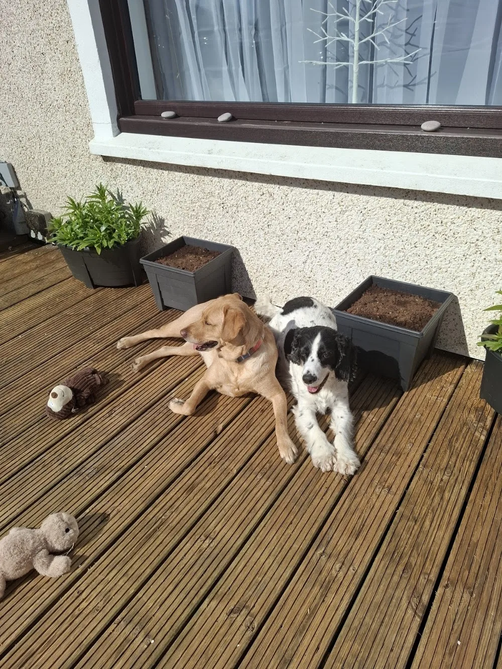 Anjo K9 Hotel Friendly Family Dog Boarding Kennel - Coatbridge pet otel