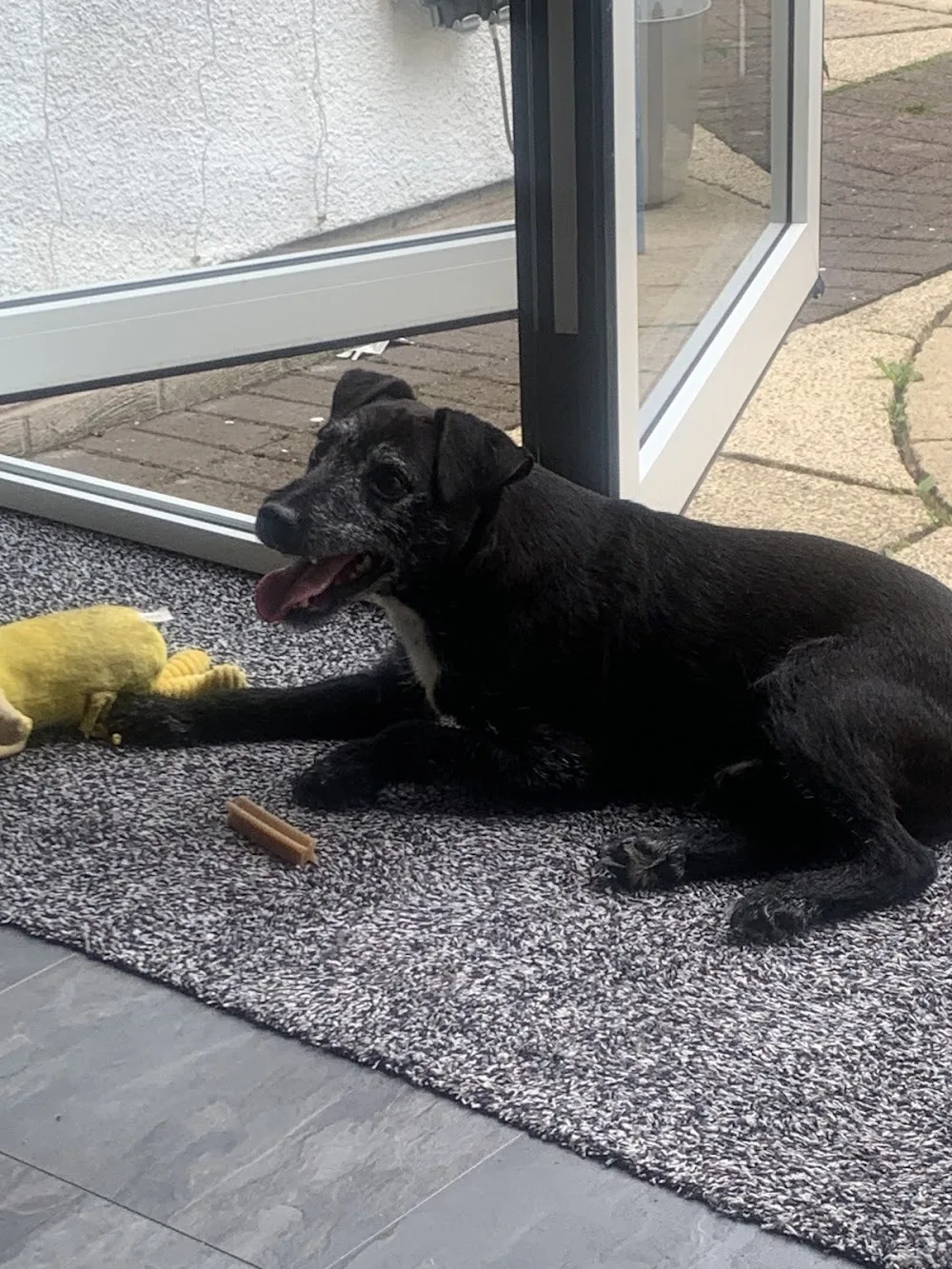 Anjo K9 Hotel Friendly Family Dog Boarding Kennel - Coatbridge pet otel görseli 3