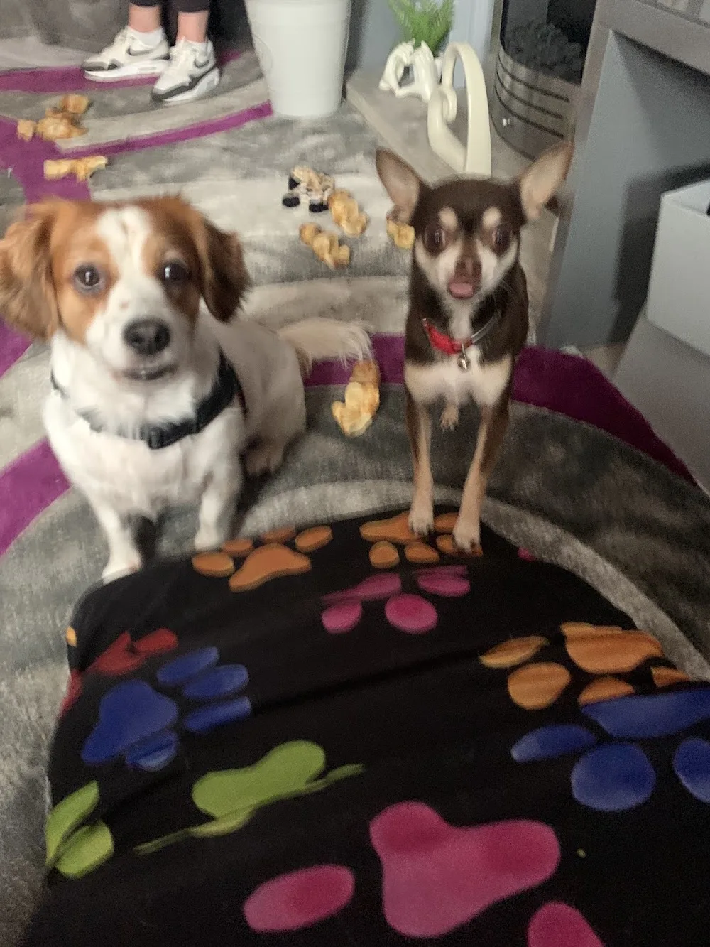 @ Hotel Hounds - Coatbridge pet otel görseli 3