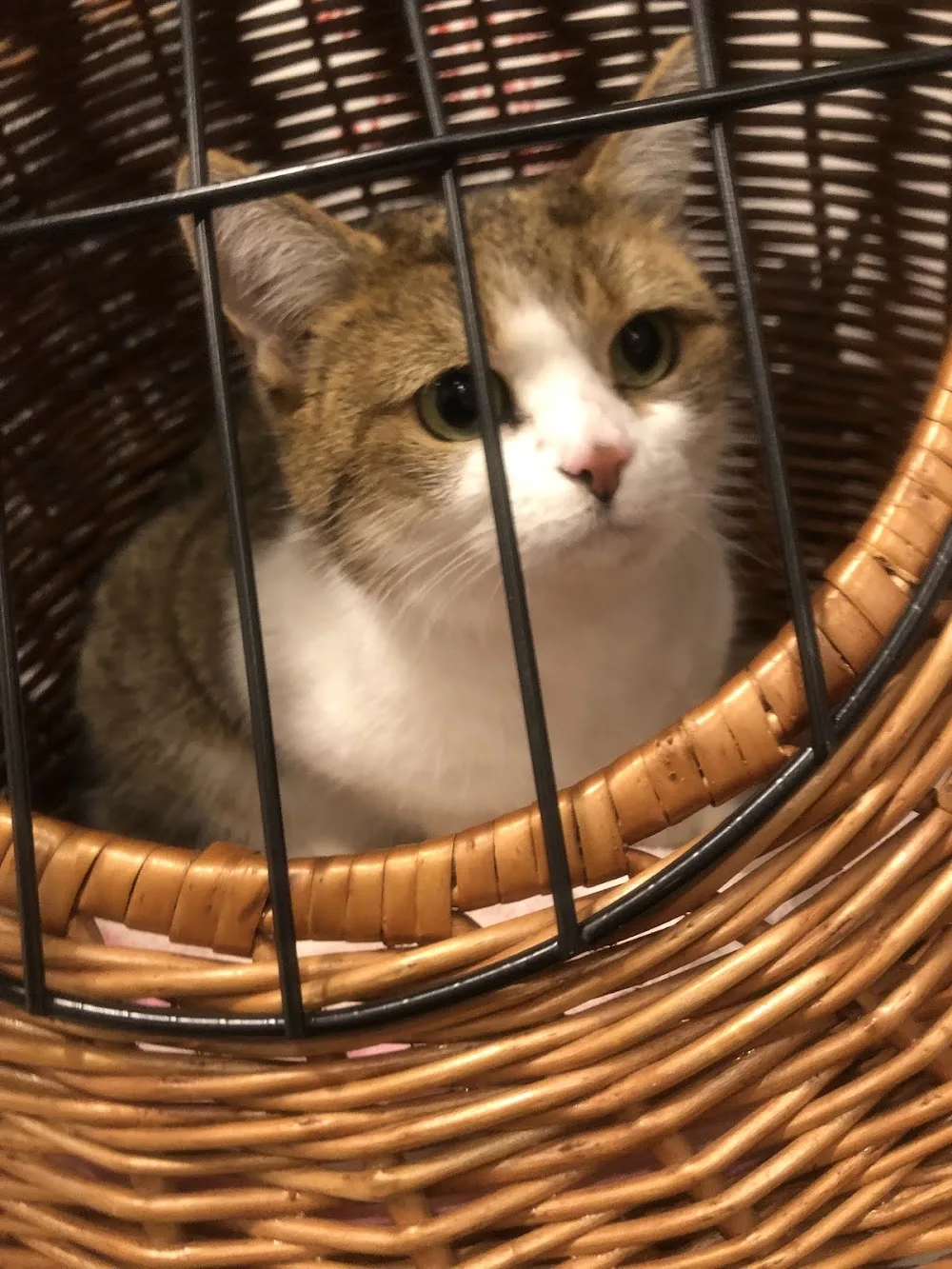 Baldernock Cattery - Coatbridge pet otel görseli 3