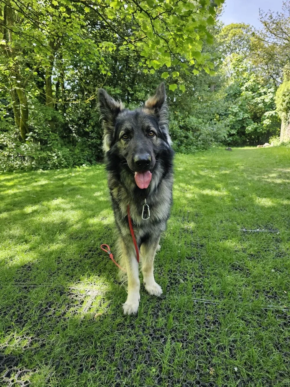 Bedlay Gardens - Dog Day Care, Dog Walking & Home Boarding - Coatbridge pet otel görseli 3