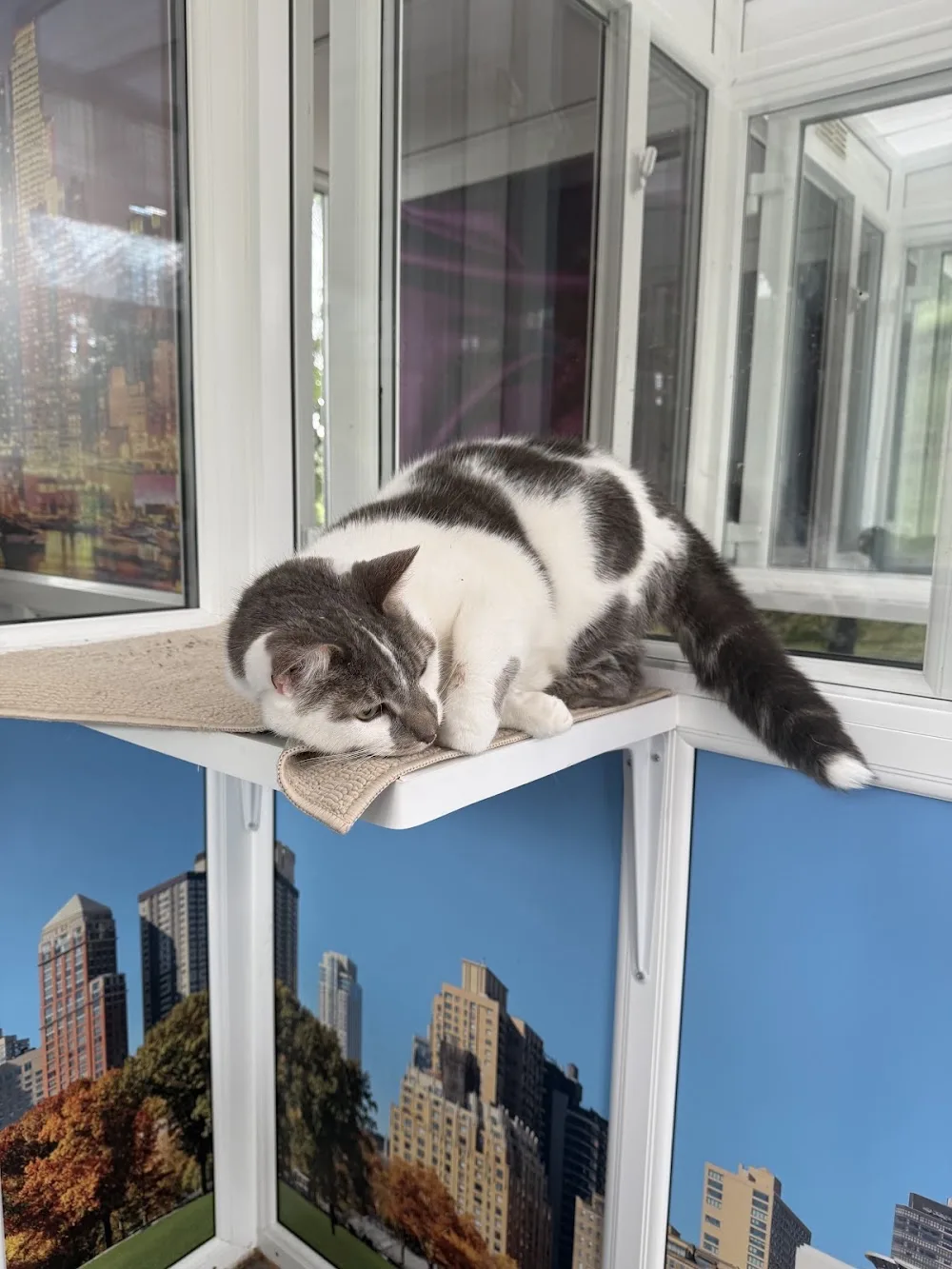 Clyde Valley Cat Hotel - Coatbridge pet otel görseli 3