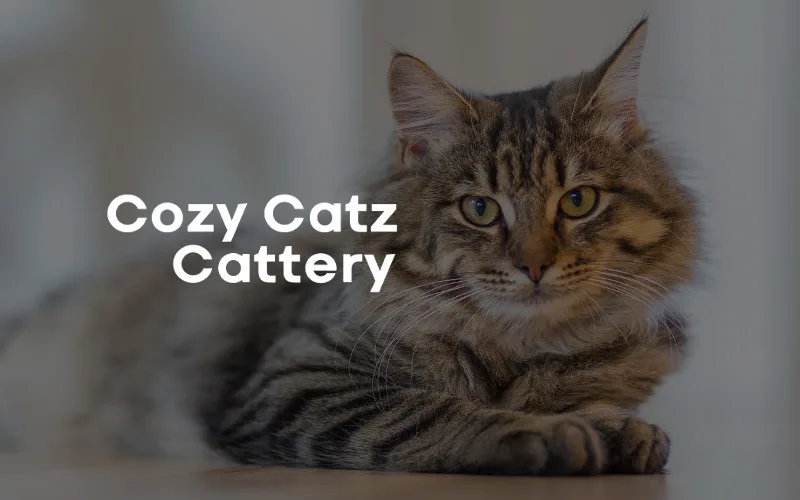 Cozycatz Cattery - Coatbridge pet otel