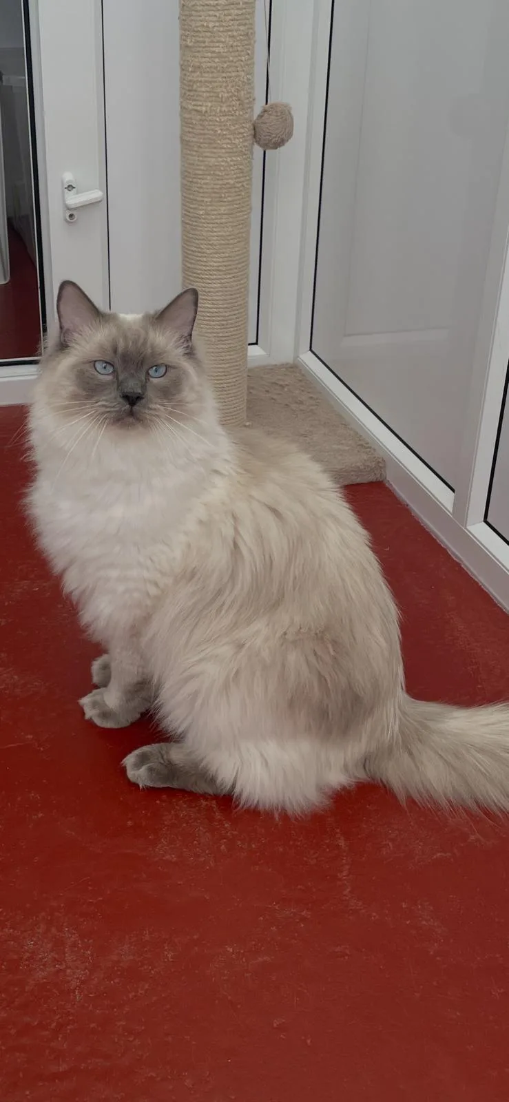 Crooklands Cattery - Coatbridge pet otel görseli 3