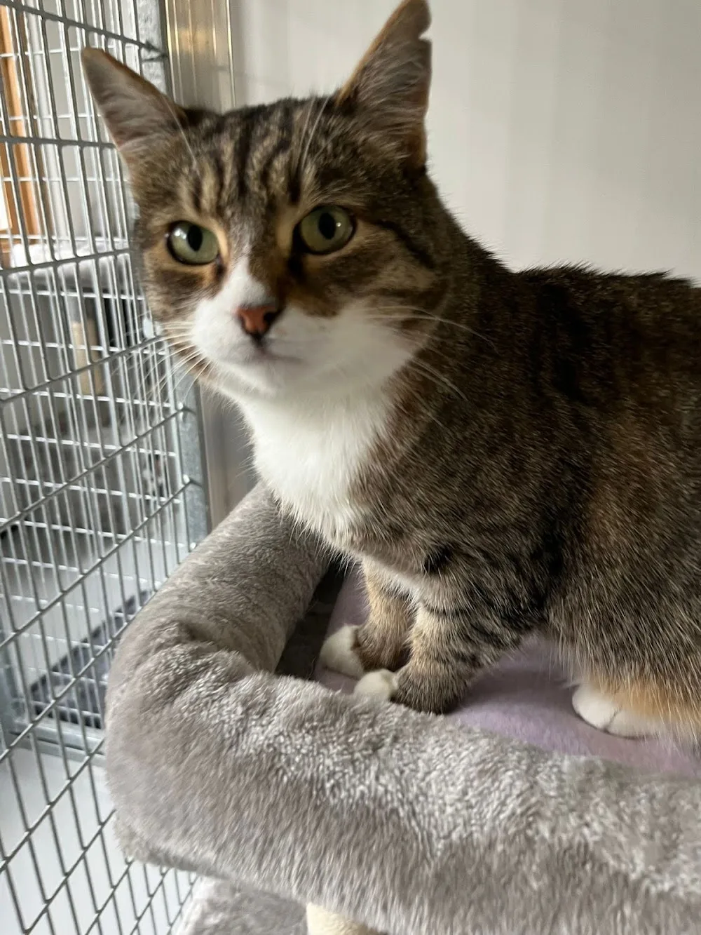 Cuilhill Cattery - Coatbridge pet otel görseli 3