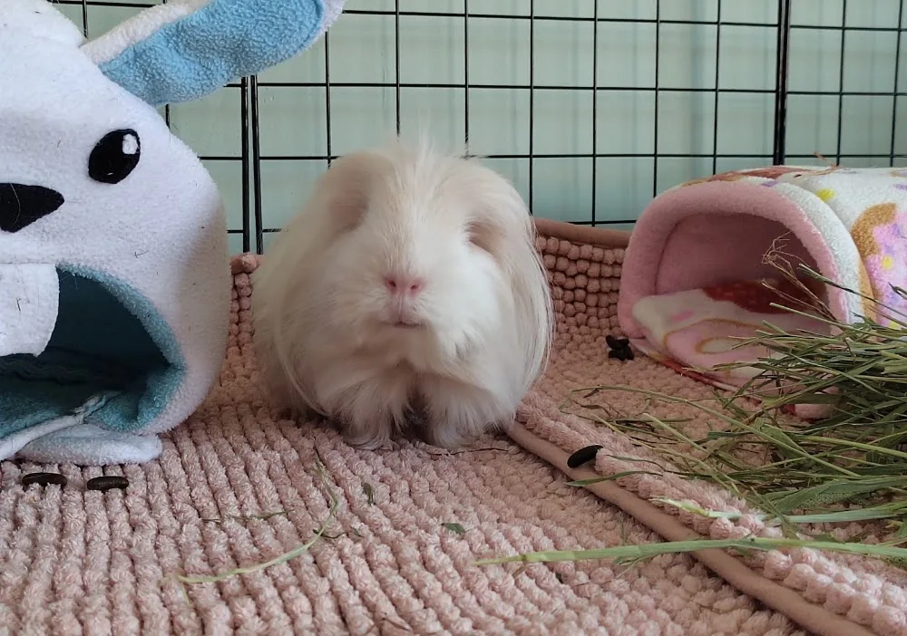 Donut Lips Small Pet Boarding (Guinea Pigs and Small Rodents) - Coatbridge pet otel