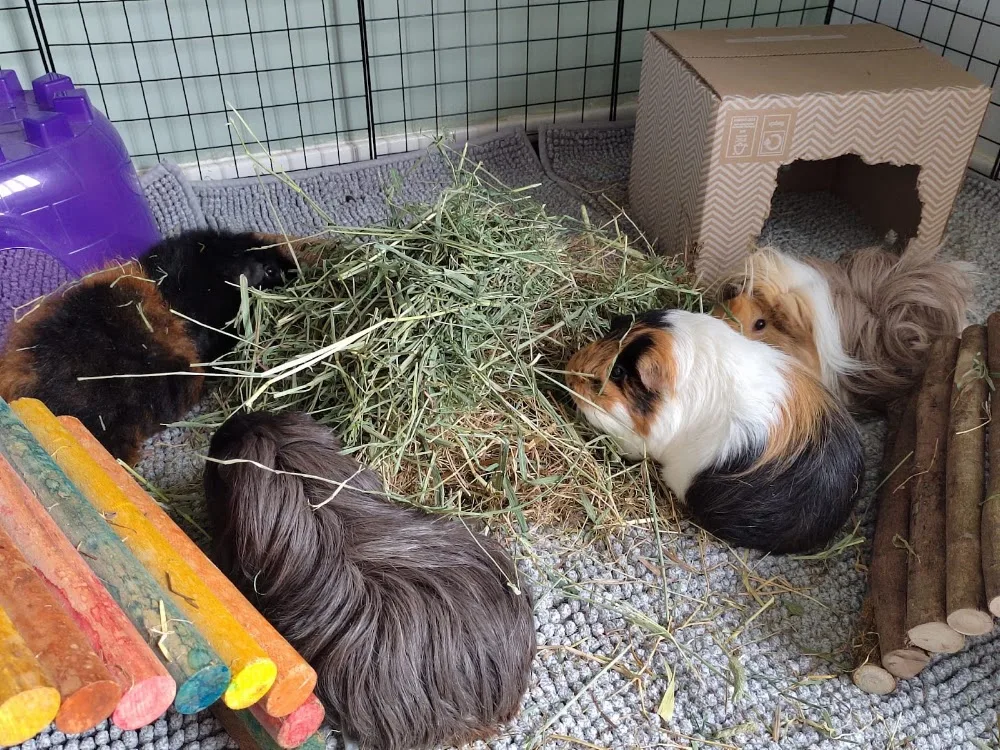 Donut Lips Small Pet Boarding (Guinea Pigs and Small Rodents) - Coatbridge pet otel görseli 3