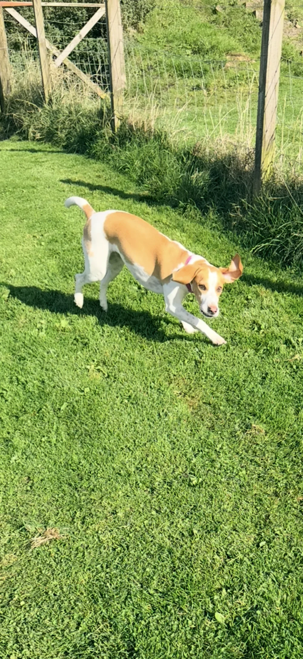 Gartcloss kennels - Coatbridge pet otel görseli 3