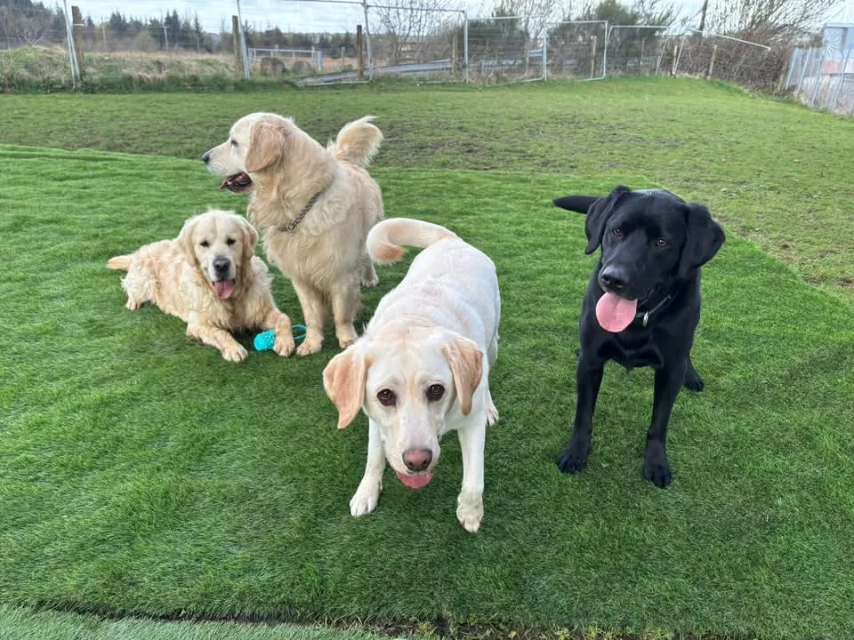 Lochview Boarding Kennels - Coatbridge pet otel