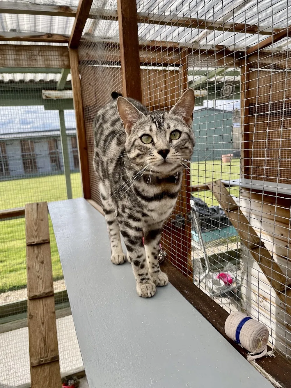 Newfield Cattery - Coatbridge pet otel