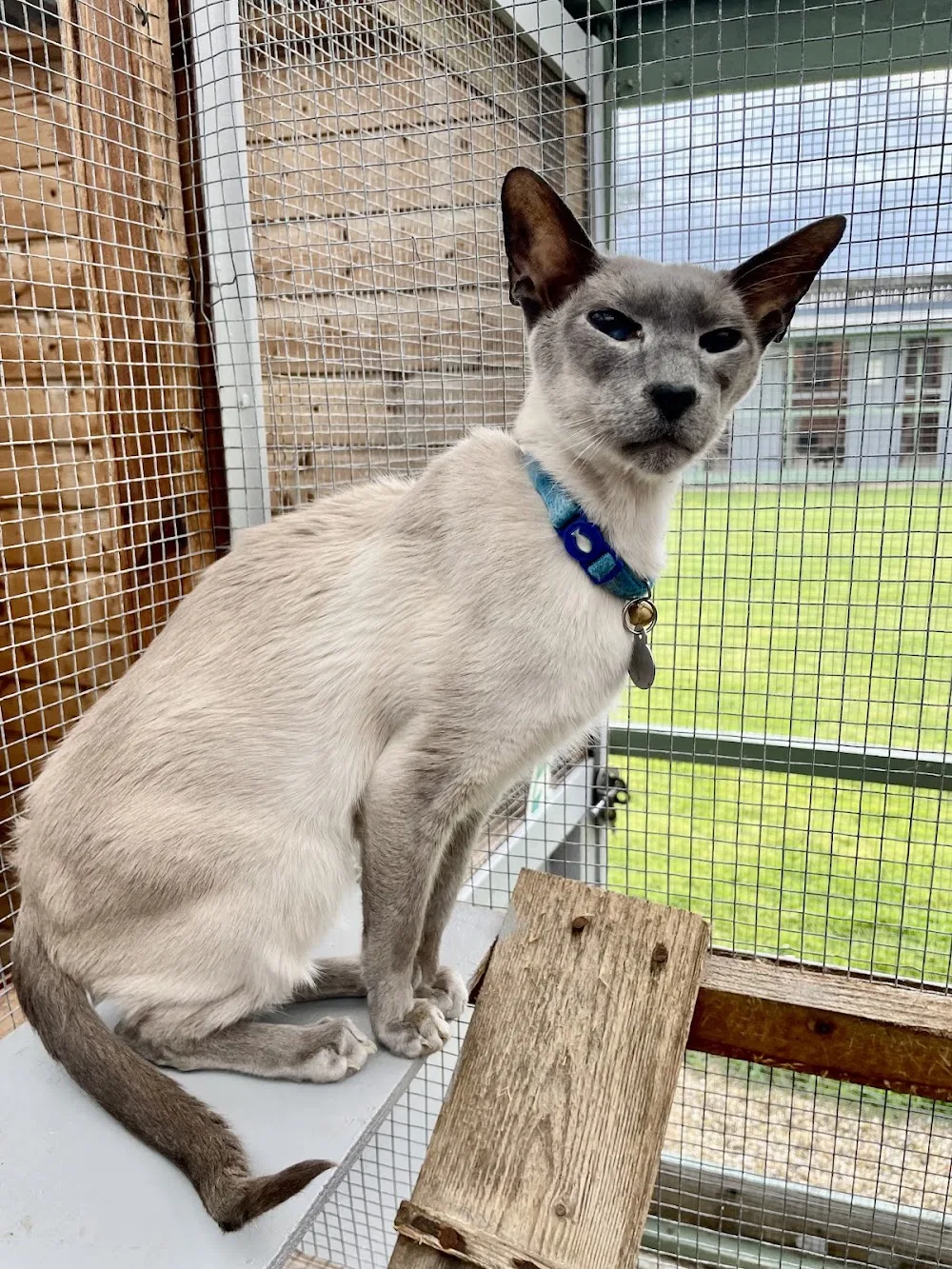 Newfield Cattery - Coatbridge pet otel görseli 3