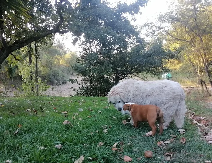 Hotel e Pet sitting Canino Quinta dos Patuscos (petsitting) - Coimbra pet otel