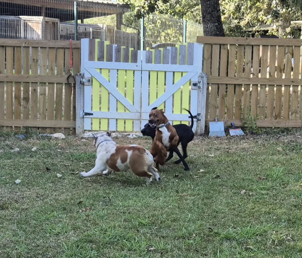 Hotel e Pet sitting Canino Quinta dos Patuscos (petsitting) - Coimbra pet otel görseli 3