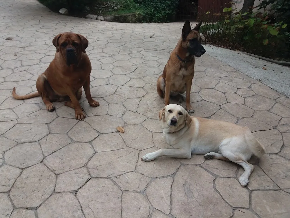 ASD MY TOP DOG Villa Licia di Nicoletta Santini - Collazzone pet otel görseli 3