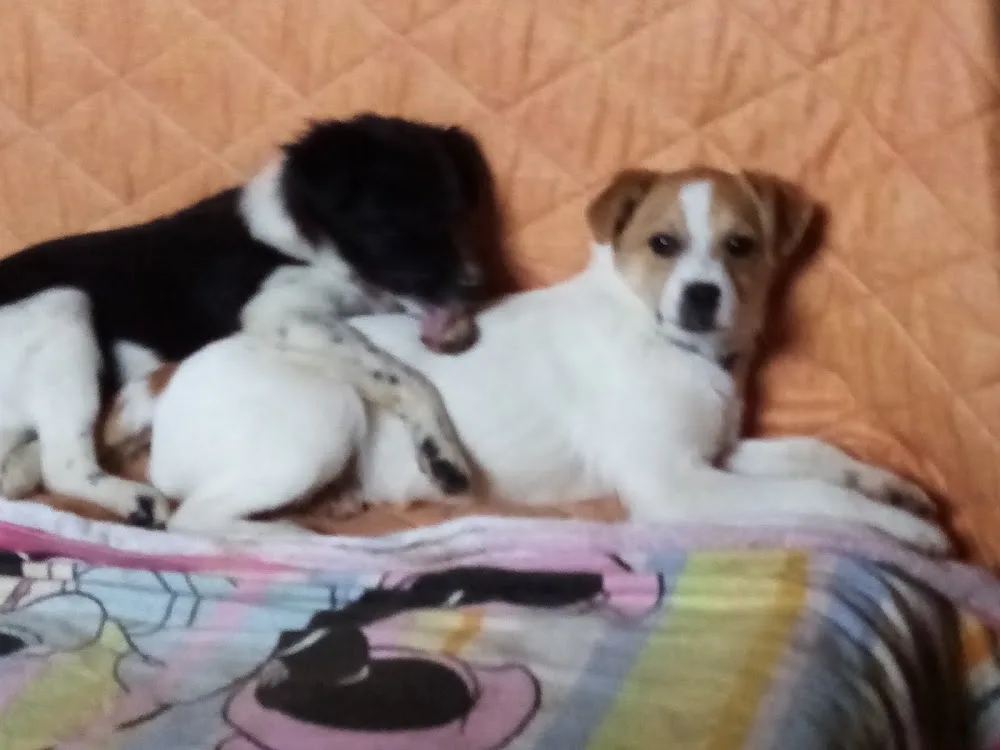 Dog's Hotel - Collazzone pet otel