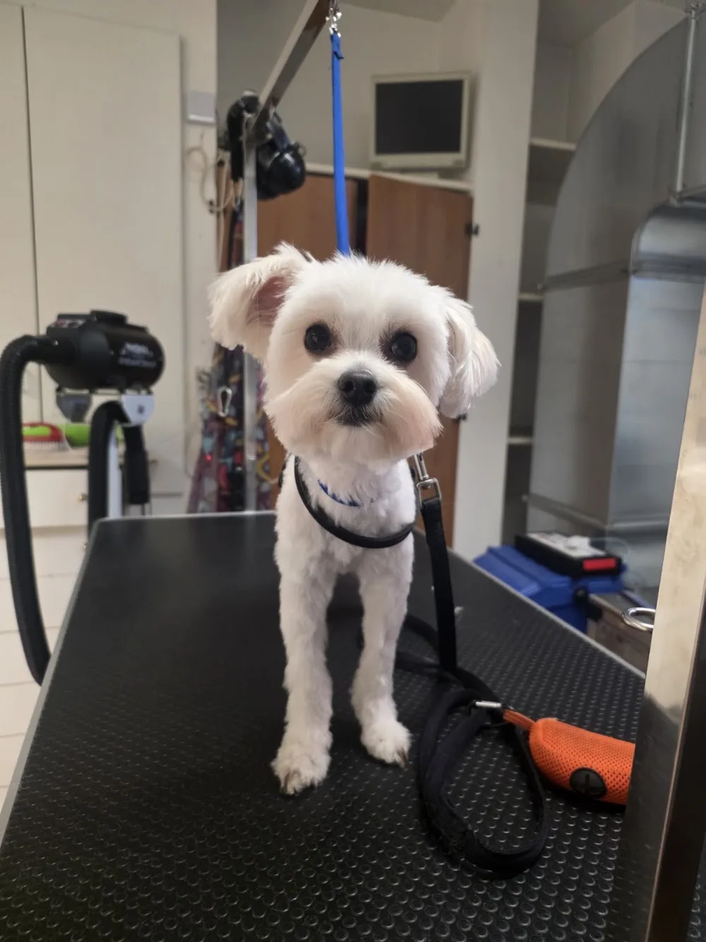 Gli AristoCani Toeletta e agenzia di Pet sitting - Collazzone pet otel görseli 3