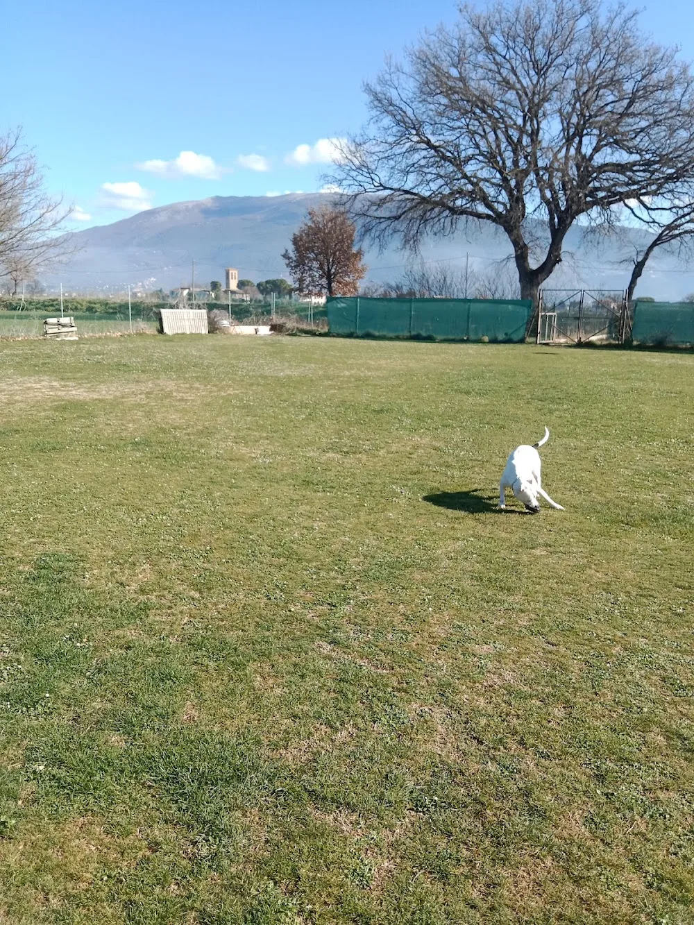Happy Dog Village - Collazzone pet otel görseli 3