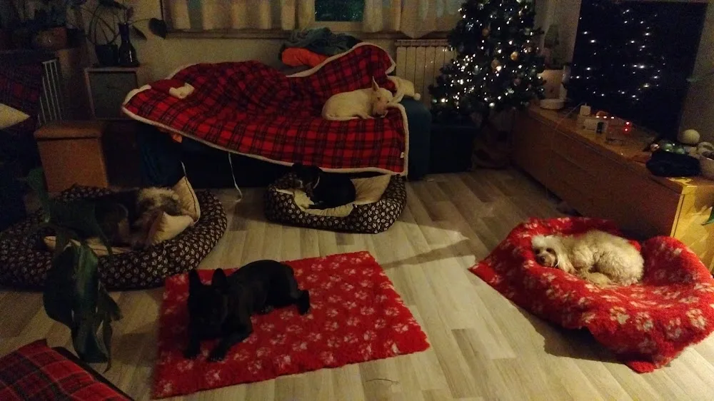 Hotel per cani da appartamento-Pet Sitter a domicilio- Su prenotazione .Attività multiservizio Megliosechiamiluna - Collazzone pet otel