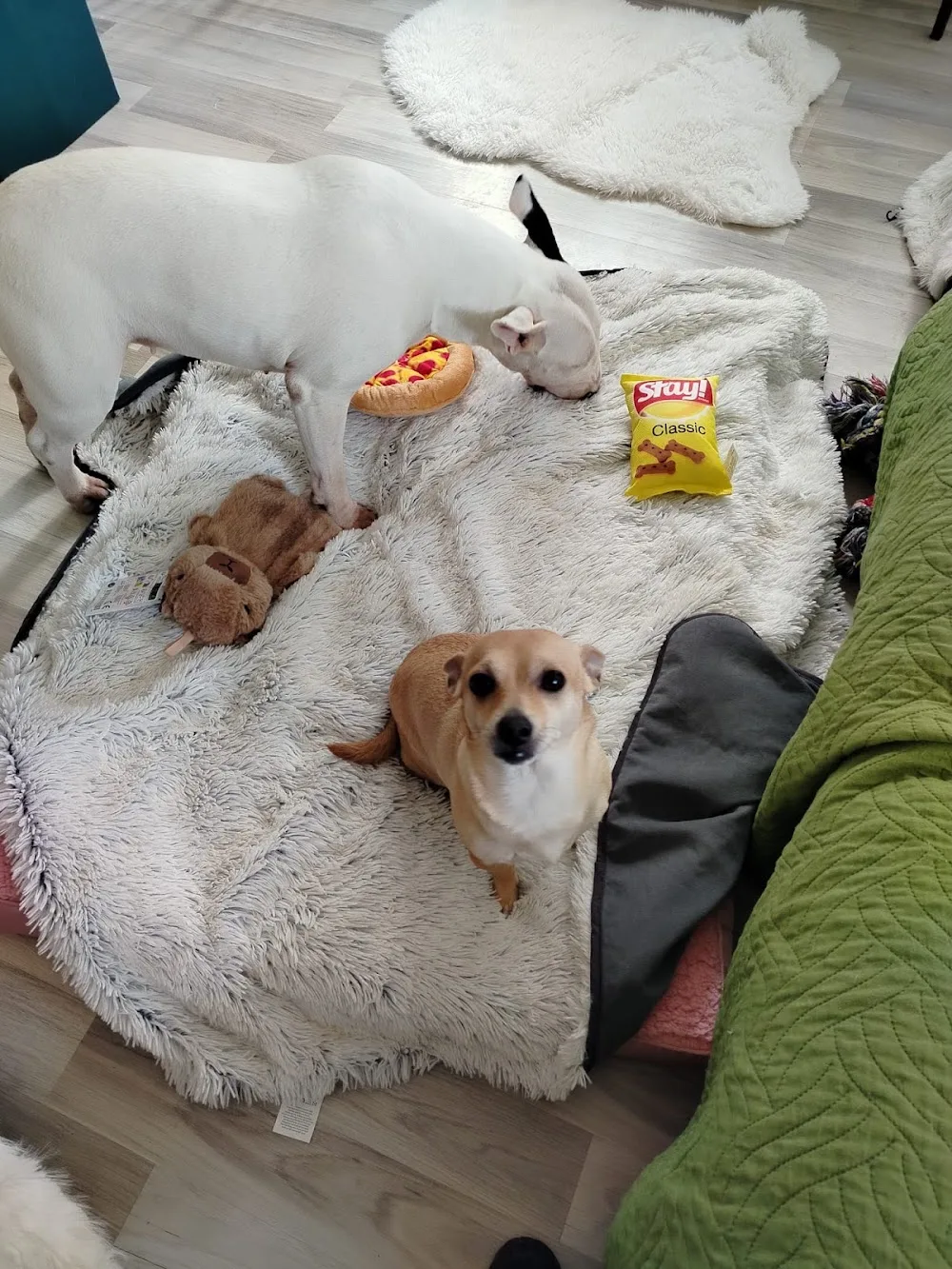 Hotel per cani da appartamento-Pet Sitter a domicilio- Su prenotazione .Attività multiservizio Megliosechiamiluna - Collazzone pet otel görseli 3