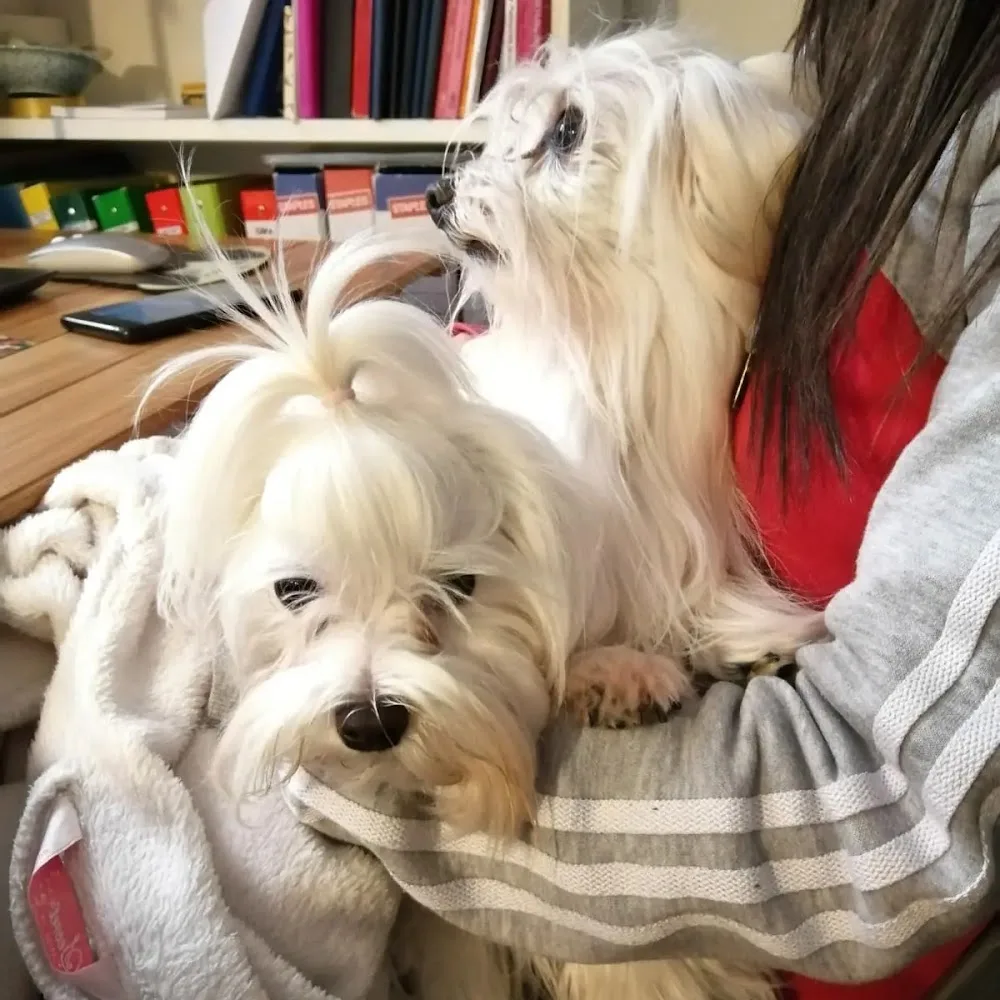 Ospitalità casalinga per Cani Titti Dog sitter - Collazzone pet otel