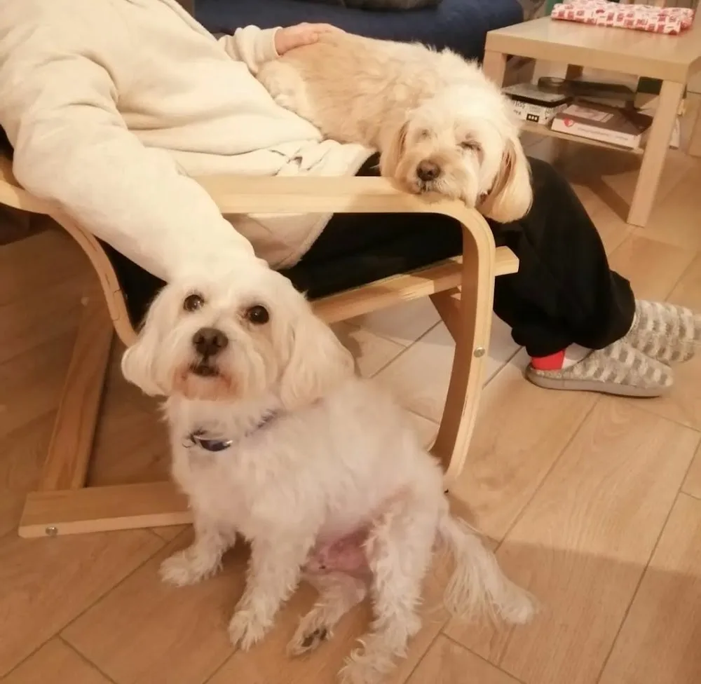 Ospitalità casalinga per Cani Titti Dog sitter - Collazzone pet otel görseli 3