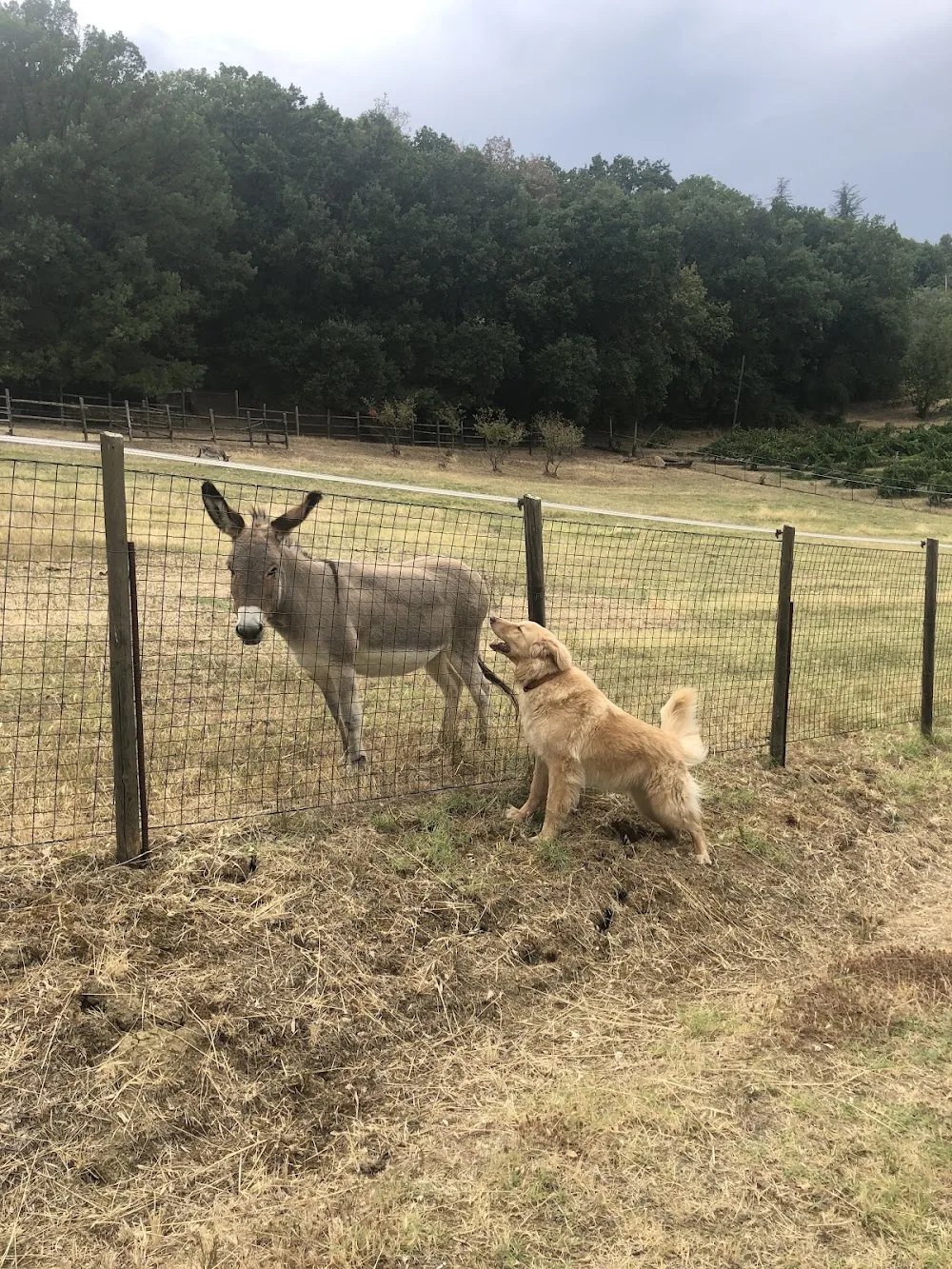 Uliveto Magico Pensione Per Cani e Gatti - Collazzone pet otel
