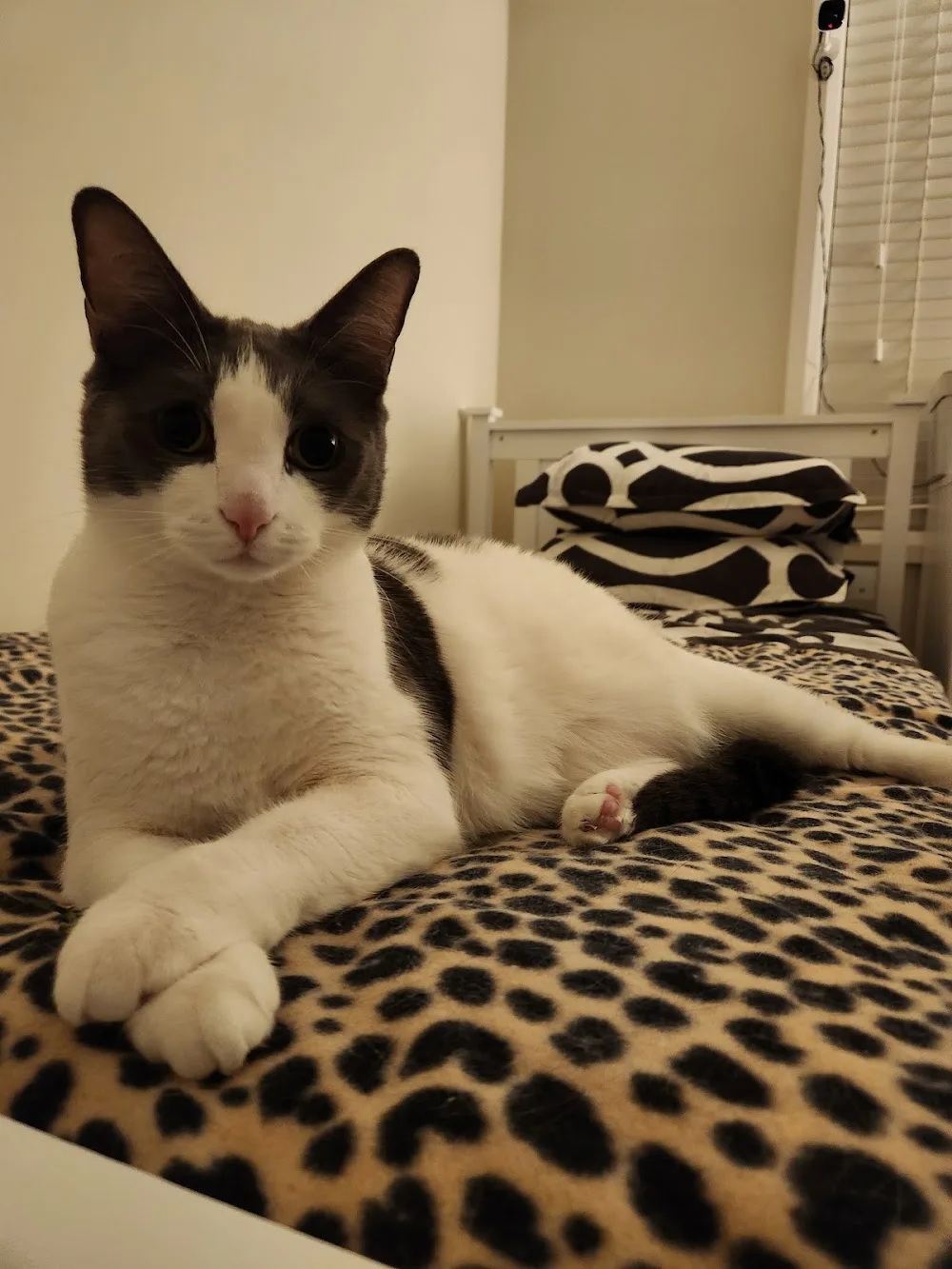 Abbeyvale Boarding Cattery - Colo Heights pet otel