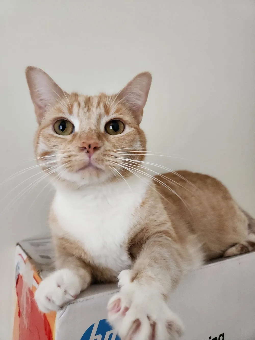 Abbeyvale Boarding Cattery - Colo Heights pet otel görseli 7