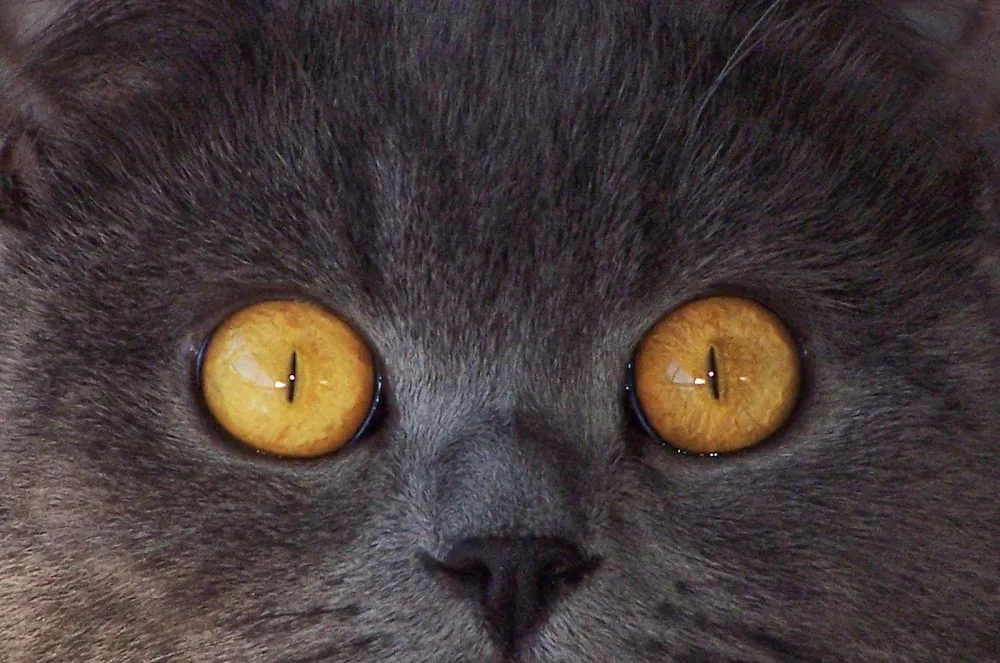 Aragon Cattery Pty Ltd - Colo Heights pet otel görseli 2