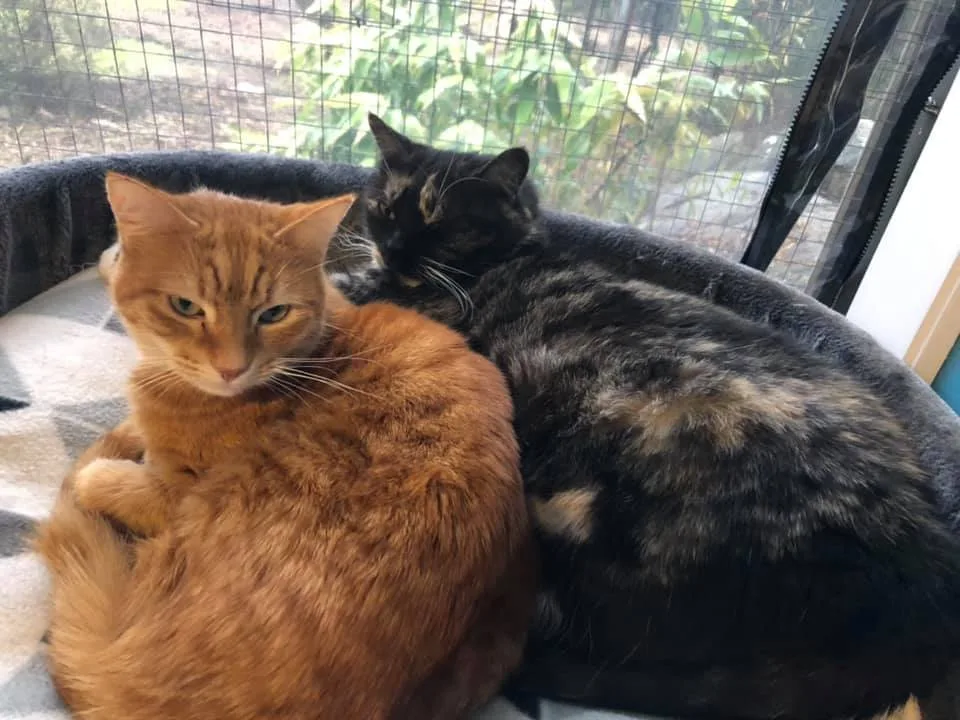 Breezes Cat Boarding - Colo Heights pet otel görseli 3