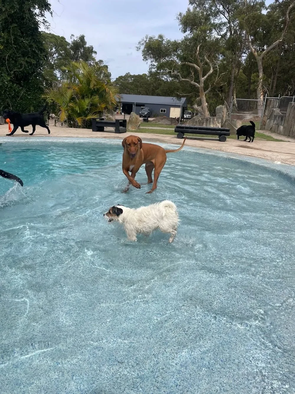 Calabash Kennels & Cattery - Colo Heights pet otel görseli 7
