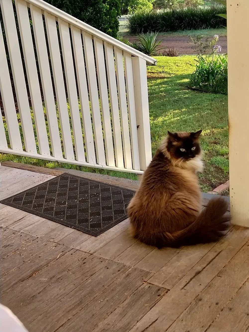 Cuddles Cattery Boarding & Accommodation - Colo Heights pet otel görseli 6