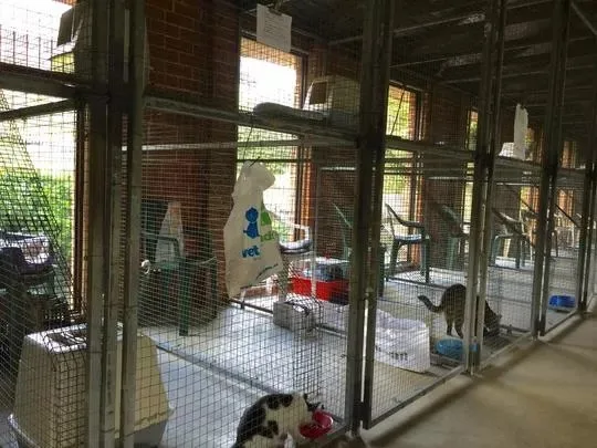 Glenhaven Boarding Cattery - Colo Heights pet otel görseli 7