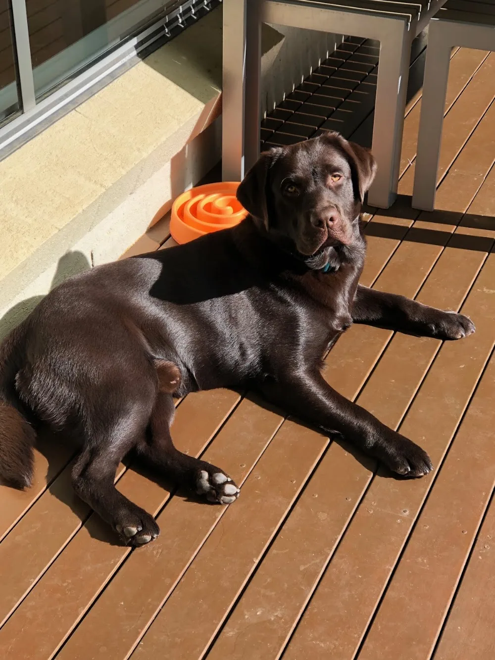 Lacote Pet Boarding - Colo Heights pet otel görseli 3