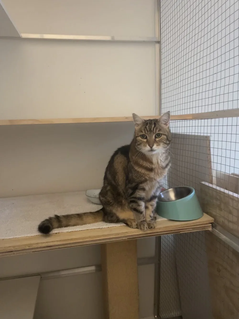 My Cat BnB - Colo Heights pet otel