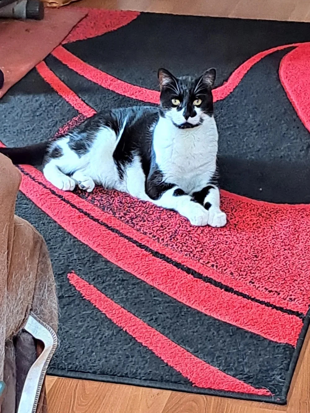 Purr Palace - Colo Heights pet otel görseli 7
