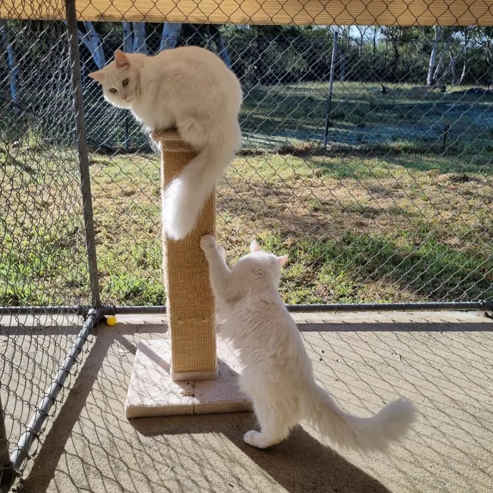 Sydney Pet Resort - Colo Heights pet otel