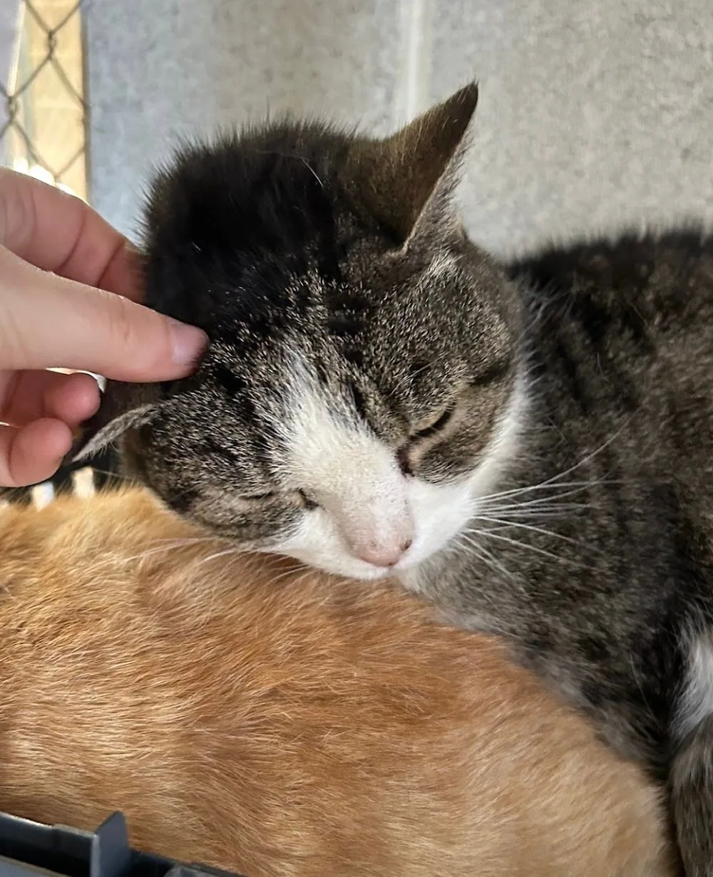 Sydney Pet Resort - Colo Heights pet otel görseli 7