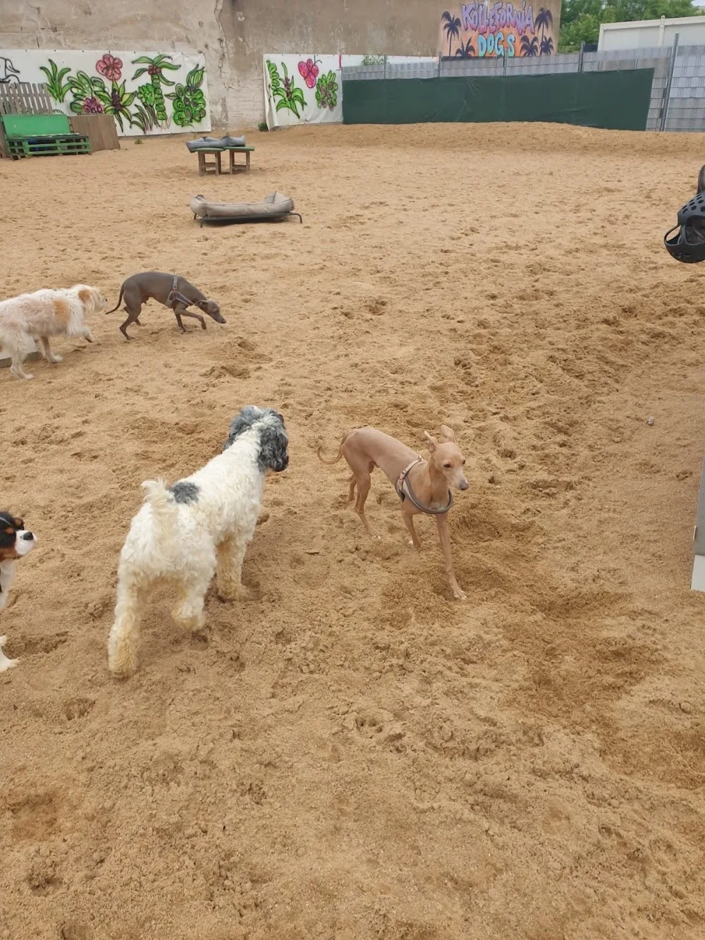 Dogs Place - Die Betreuung speziell für kleine Hunde - Cologne pet otel