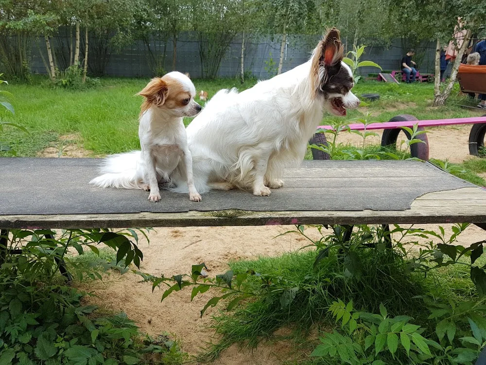 Dogs Place - Die Betreuung speziell für kleine Hunde - Cologne pet otel görseli 3