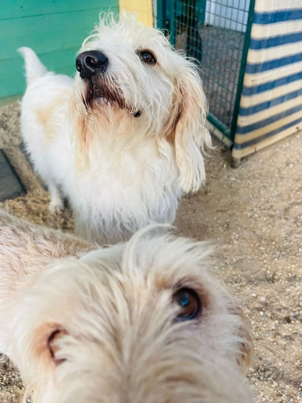 Frieda's Hundebetreuung, Inh. Yvonne Sieren - Cologne pet otel
