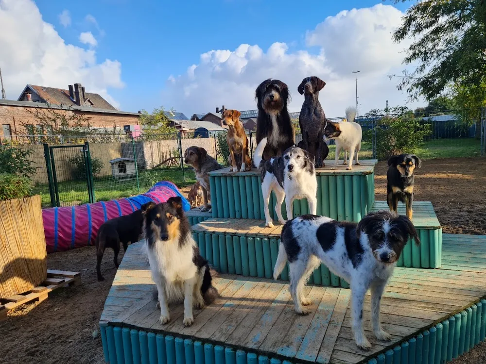 Frieda's Hundebetreuung, Inh. Yvonne Sieren - Cologne pet otel görseli 3