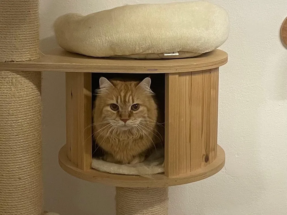 Haus - und Tierbetreuung, Katzenpension in Hürth - Cologne pet otel