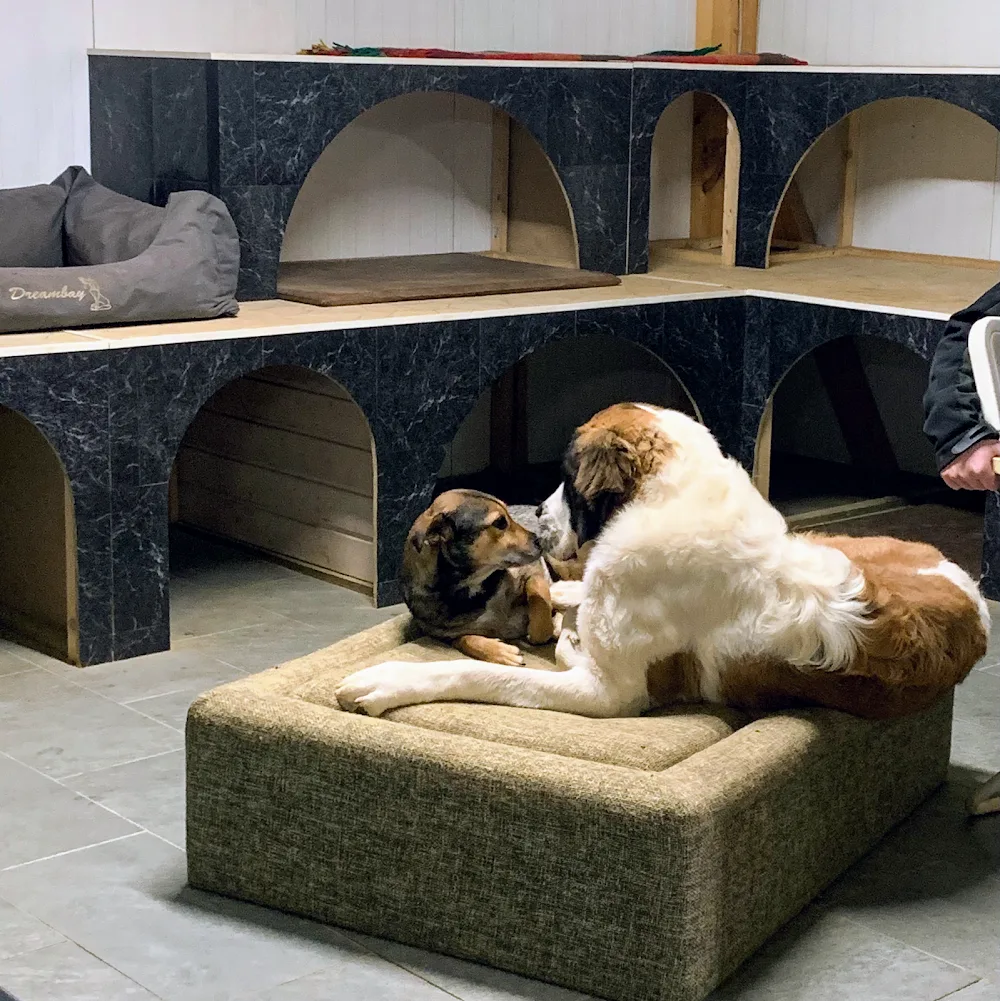 Hunde Zentrum Doggy’s Playground - Cologne pet otel görseli 3