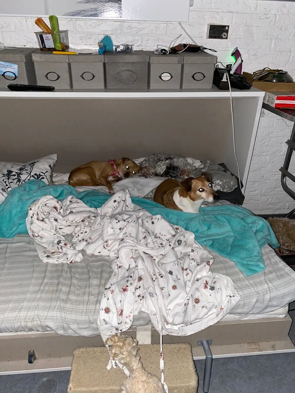 Hundeparadies Rodenkirchen | Sabine Walke - Cologne pet otel görseli 5