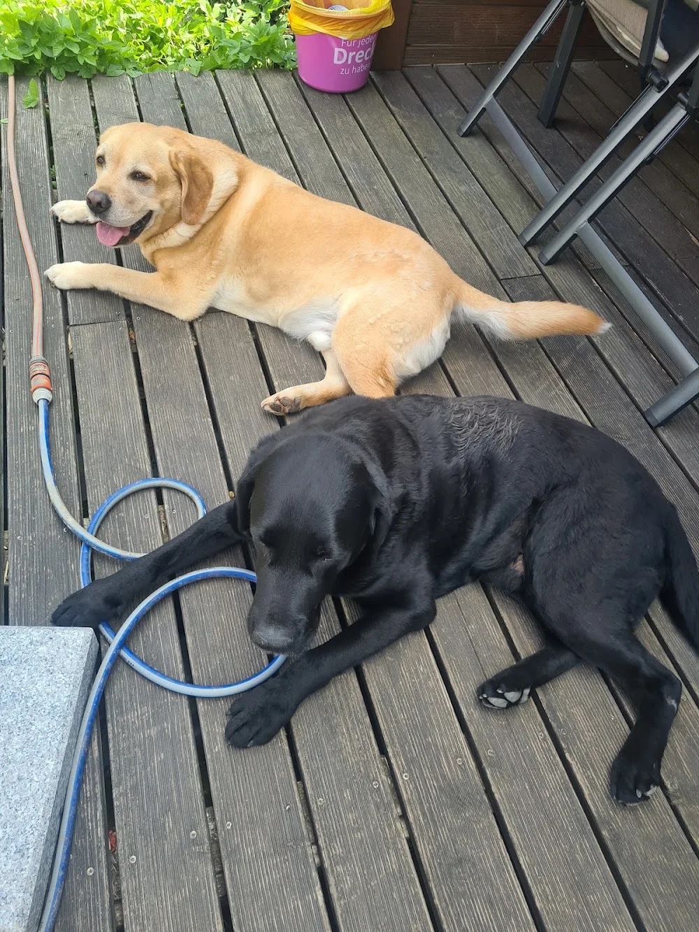 Hundepension Bär - Cologne pet otel görseli 3