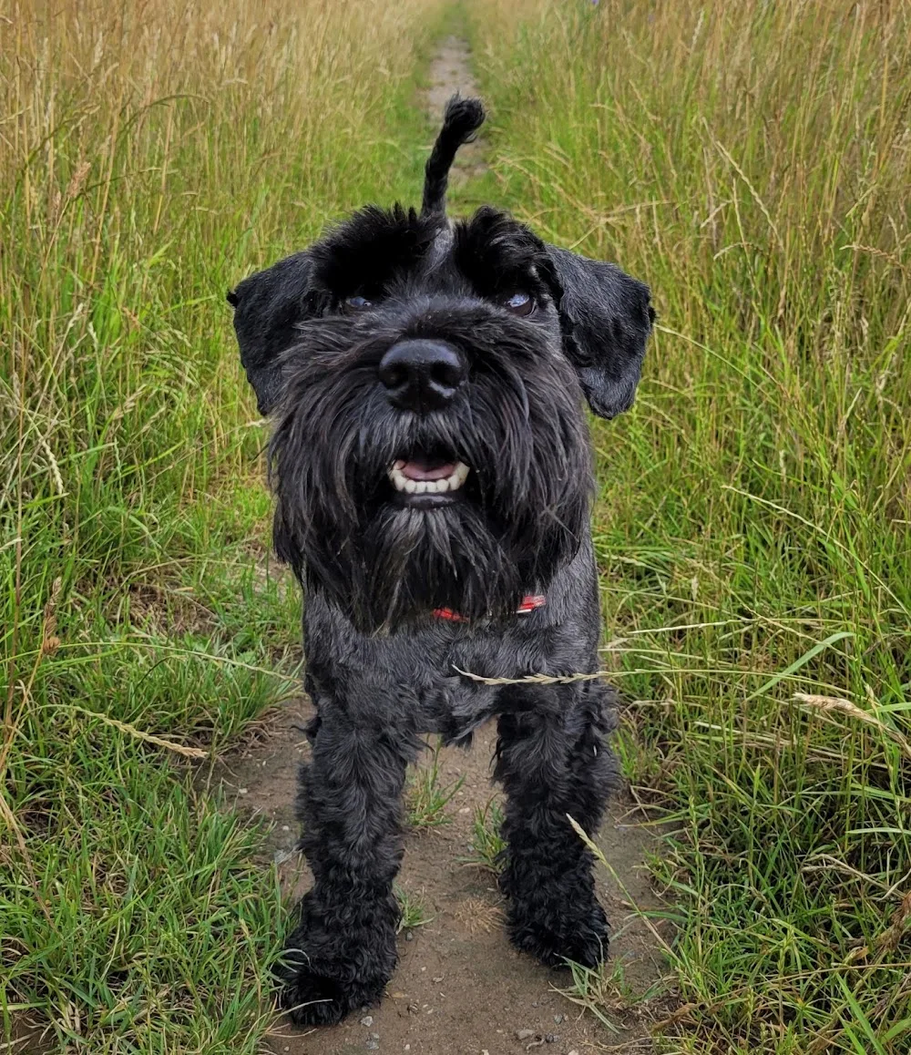 Hundepension Bär - Cologne pet otel görseli 6