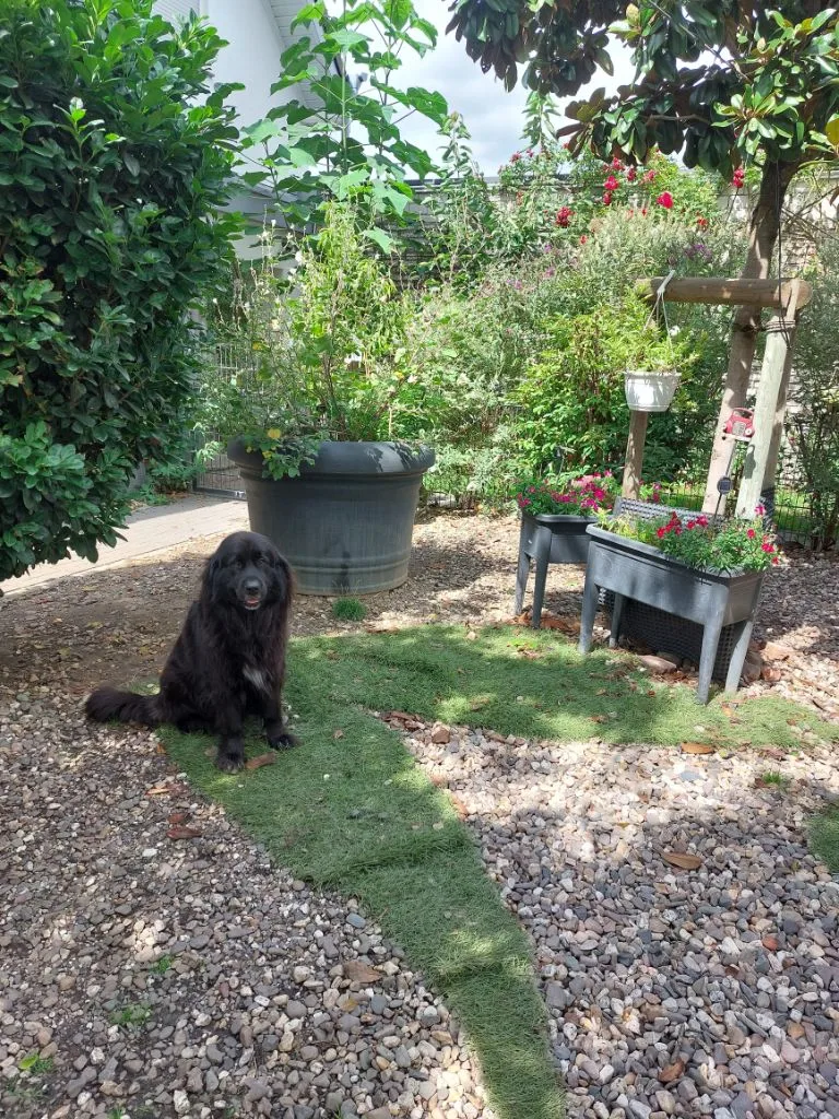 Hundepension Michelske - Cologne pet otel görseli 3